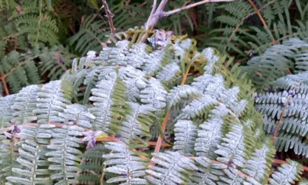 El analista meteorológico Jean Suriel informó este martes que se registró por segundo día consecutivo una cachas helada en Las Pirámides, Valle Nuevo, marcando así el inicio de un período muy frío que se extenderá hasta mediados de abril de 2026 en la zona montañosa de República Dominicana. “Ayer los termómetros marcaron 0.2 °C y esta mañana las temperaturas bajaron a -0.5 °C, con una sensación térmica de -2 °C”, escribió Suriel a través de una publicación en su cuenta en la red social X. Heladas en Valle Nuevo anuncia frío extremo en República Dominicana. Agregó que, oportuno al intenso frío, las gotas de rocío se congelaron sobre la manto vegetal formando helada y la niebla se congeló generando la cencellada. “Desde ayer, el sistema frontal número 14 y una masa de aire polar se acercan al norte del Caribe; los vientos del Atlántico empujan las frías temperaturas hacia el territorio dominicano”, afirmó el diestro.