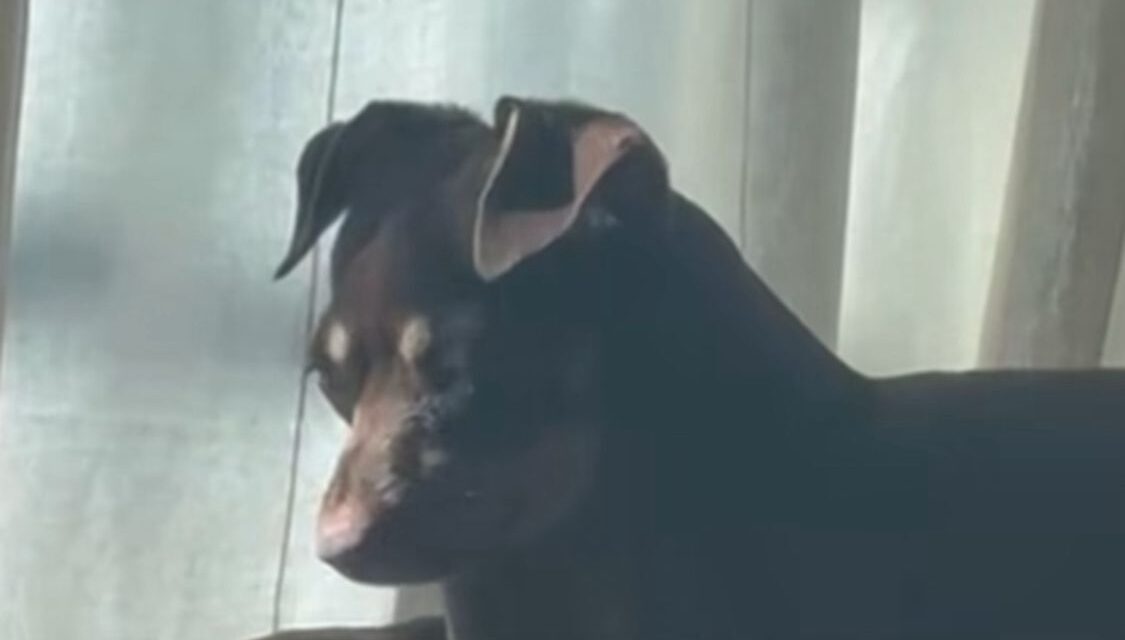 Perro se vuelve vírico por quedarse despierto hasta tarde