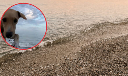 ¡Viral! Cachorro protagoniza divertida persecución