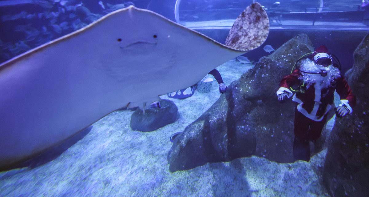 Vídeo | Papá Noel celebra la Navidad en Brasil rodeado de tiburones