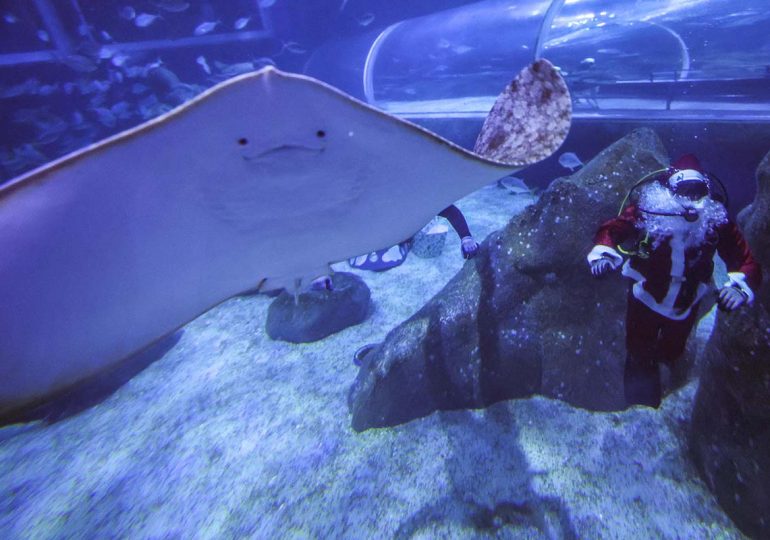 Vídeo | Papá Noel celebra la Navidad en Brasil rodeado de tiburones