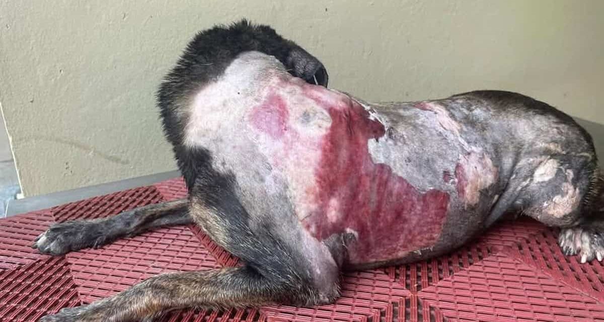 Mujer combustión a un perro que se refugiaba de la profusión con sus cachorros