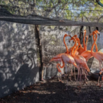 Autoridades devuelven 12 flamencos caribeños a su hábitat natural en Baní