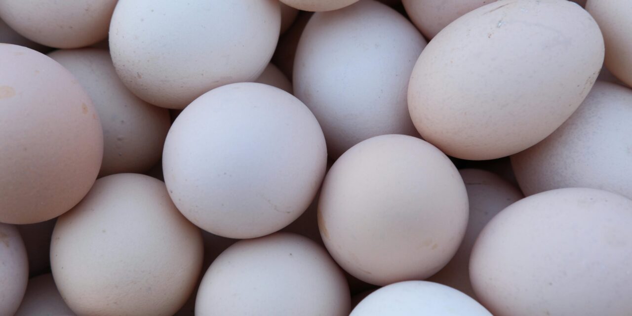 República Dominicana producirá más de 400 millones de huevos en un solo mes
