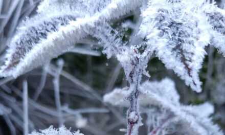 Valle Nuevo amaneció casi bajo cero y cubierto de blanco.