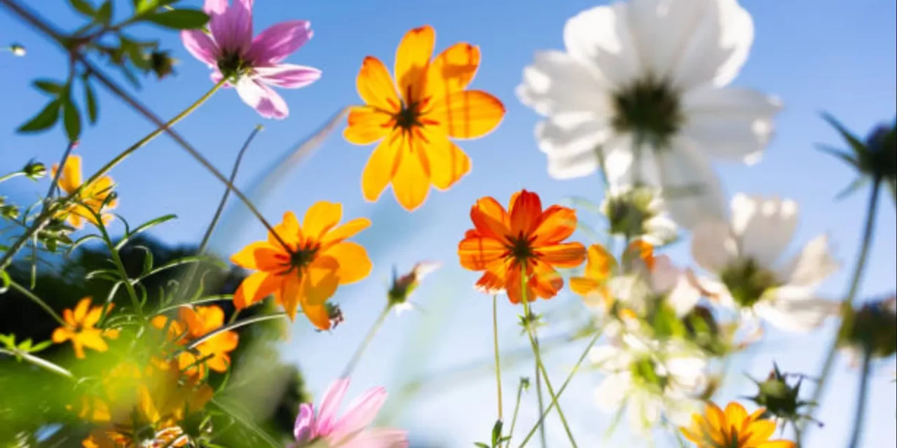 La primavera comienza hoy; se extenderá hasta el 21 de junio – RC Noticias