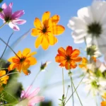 La primavera comienza hoy; se extenderá hasta el 21 de junio – RC Noticias