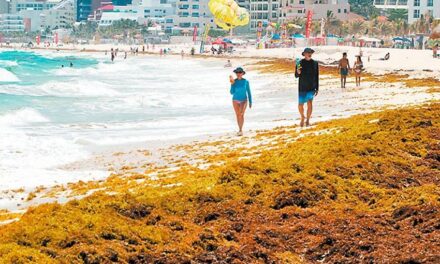 Inmensas cantidades de alga inundan las costas de la Riviera Maya