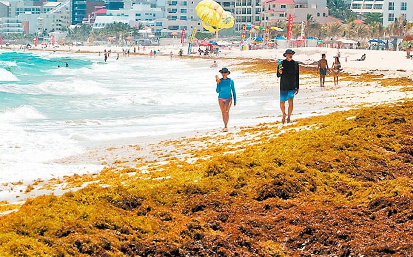 Inmensas cantidades de alga inundan las costas de la Riviera Maya