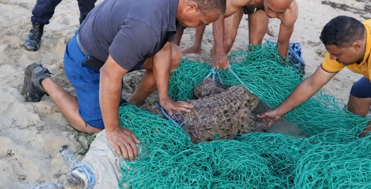 Ministerio de Medio Ambiente captura cocodrilo fugado en Puerto Plata