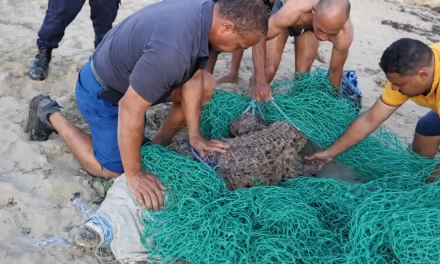 Ministerio de Medio Ambiente captura cocodrilo fugado en Puerto Plata