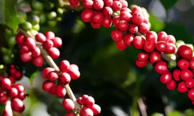 Día Nacional del Café Productores llaman a decano inversión en producción de café
