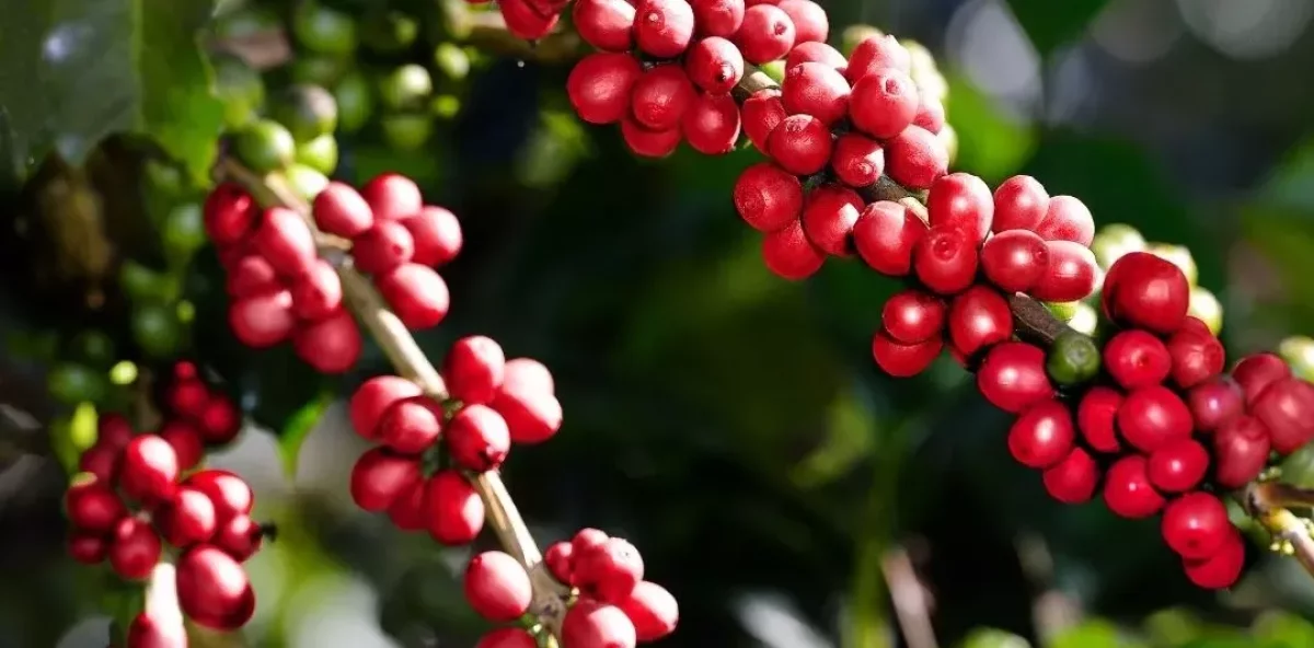 Día Nacional del Café Productores llaman a decano inversión en producción de café