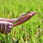 República Dominicana se convierte en el principal productor de arroz del Caribe y Centroamérica