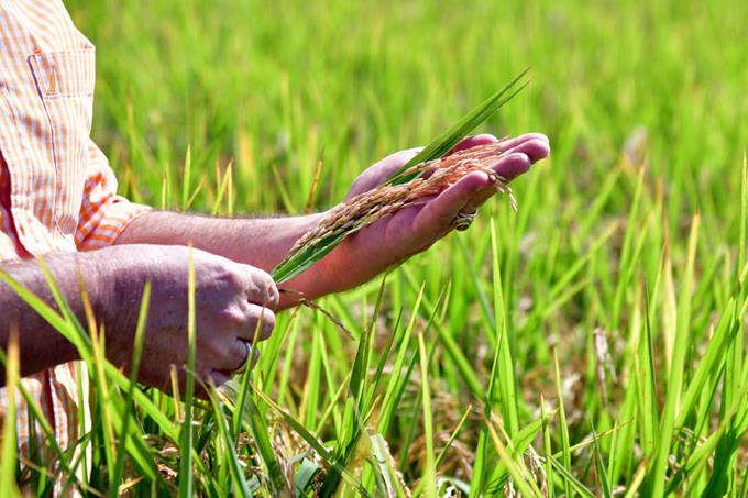 República Dominicana se convierte en el principal productor de arroz del Caribe y Centroamérica