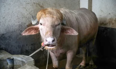 Un bisonte albino parecido a Donald Trump tournée