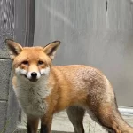 Un zorro rojo que polizón en Inglaterra se recupera en el Zoológico del Bronx – RC Noticias