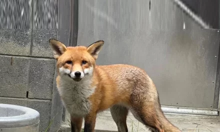 Un zorro rojo que polizón en Inglaterra se recupera en el Zoológico del Bronx – RC Noticias