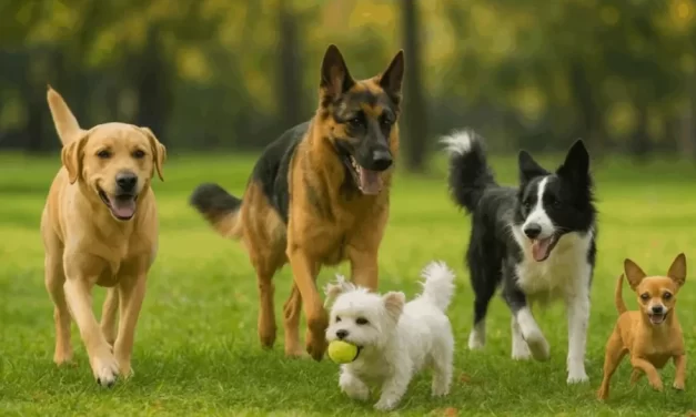 El Día Mundial del Perro promueve la admisión responsable y el bienestar animal – RC Noticias