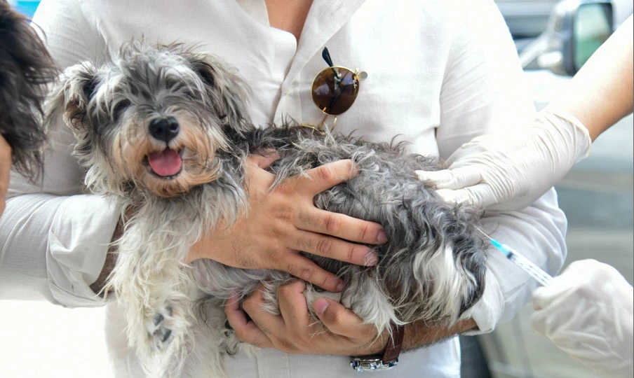 Ministerio de Salud realizará trayecto de prevención para perros y gatos este viernes 21 en Ciudad Juan Bosch – RC Noticias