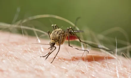 devaluación malaria, dengue en zona de éxito y cólera sin casos notificados – RC Noticias